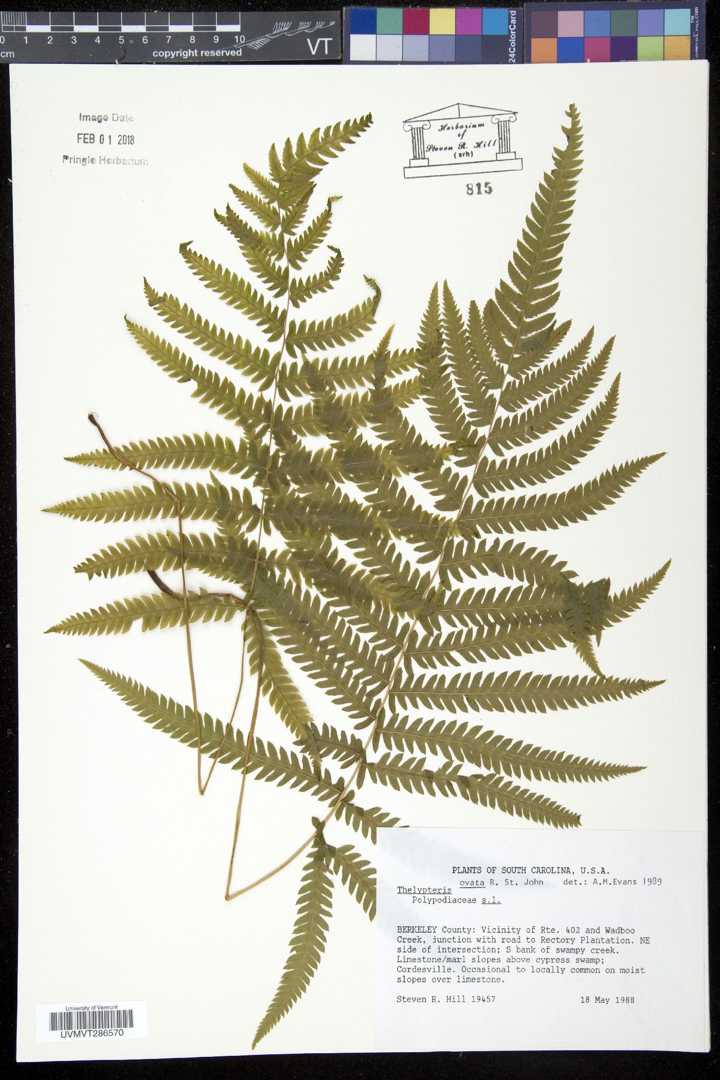 Christella ovata image