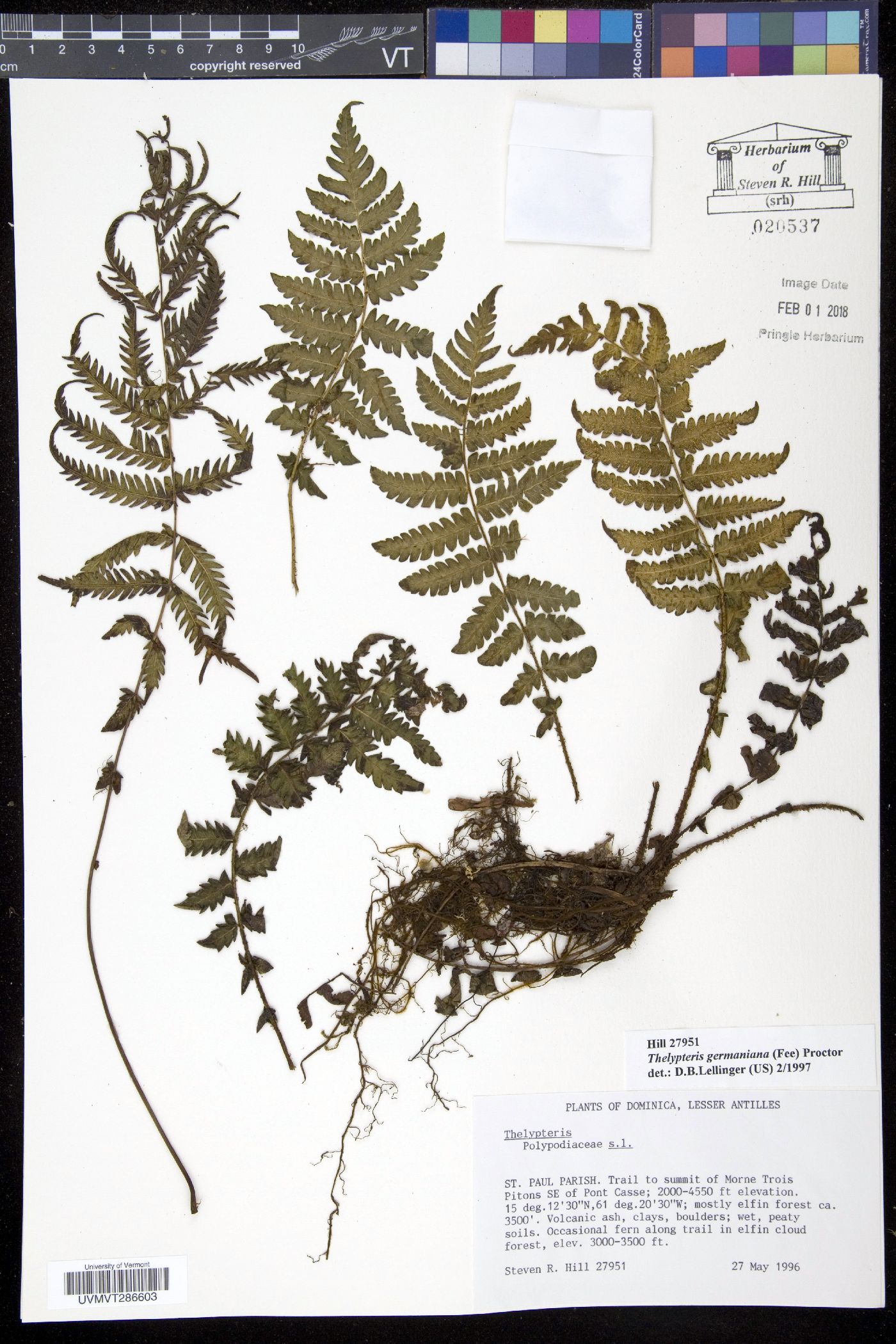 Amauropelta germaniana image
