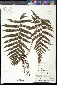 Image of Steiropteris clypeolutata