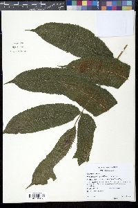 Image of Goniopteris mollis