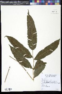 Goniopteris poiteana image