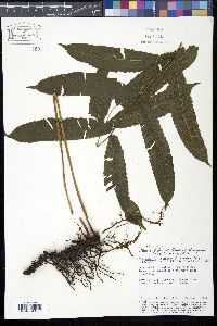 Goniopteris poiteana image