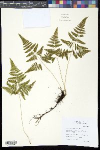Image of Gymnocarpium robertianum