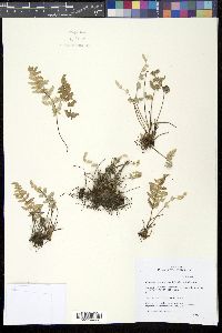 Image of Cheilanthes newberryi