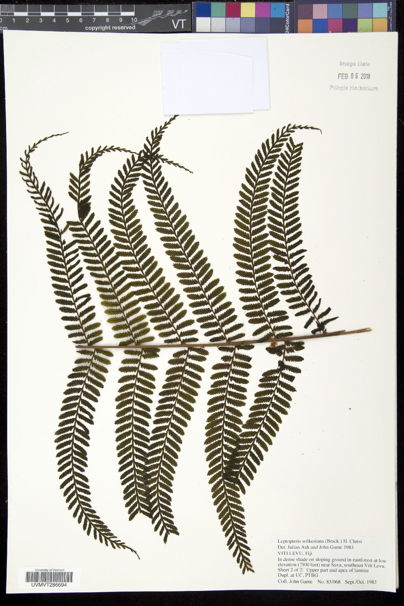 Leptopteris wilkesiana image