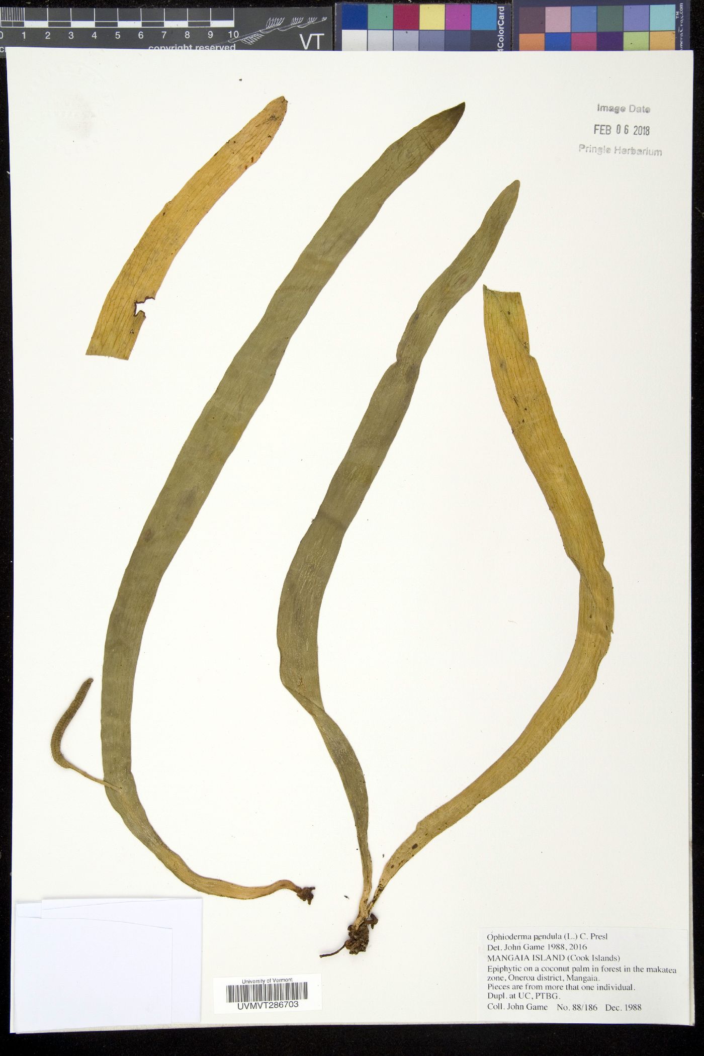 Ophioderma pendulum image