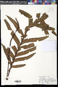 Image of Blechnum patersonii