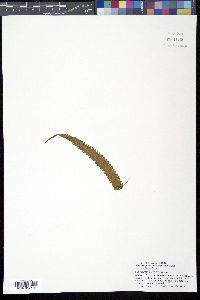 Dryopteris hirtipes image