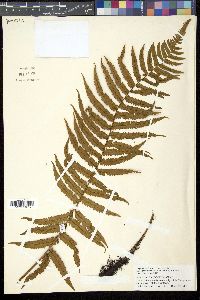 Dryopteris hirtipes image