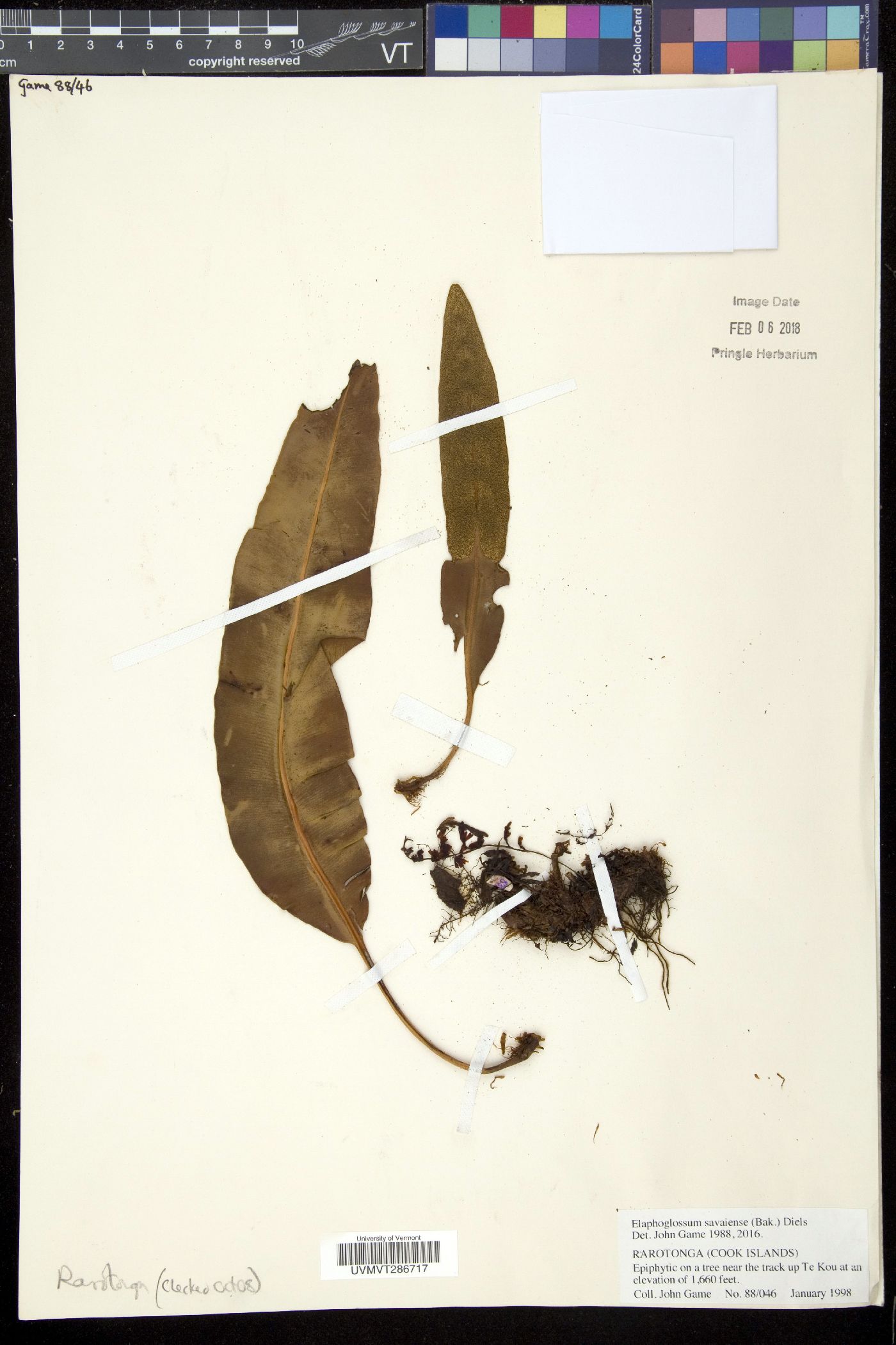 Elaphoglossum savaiense image