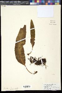 Elaphoglossum savaiense image