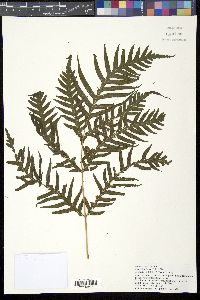 Pteris comans image