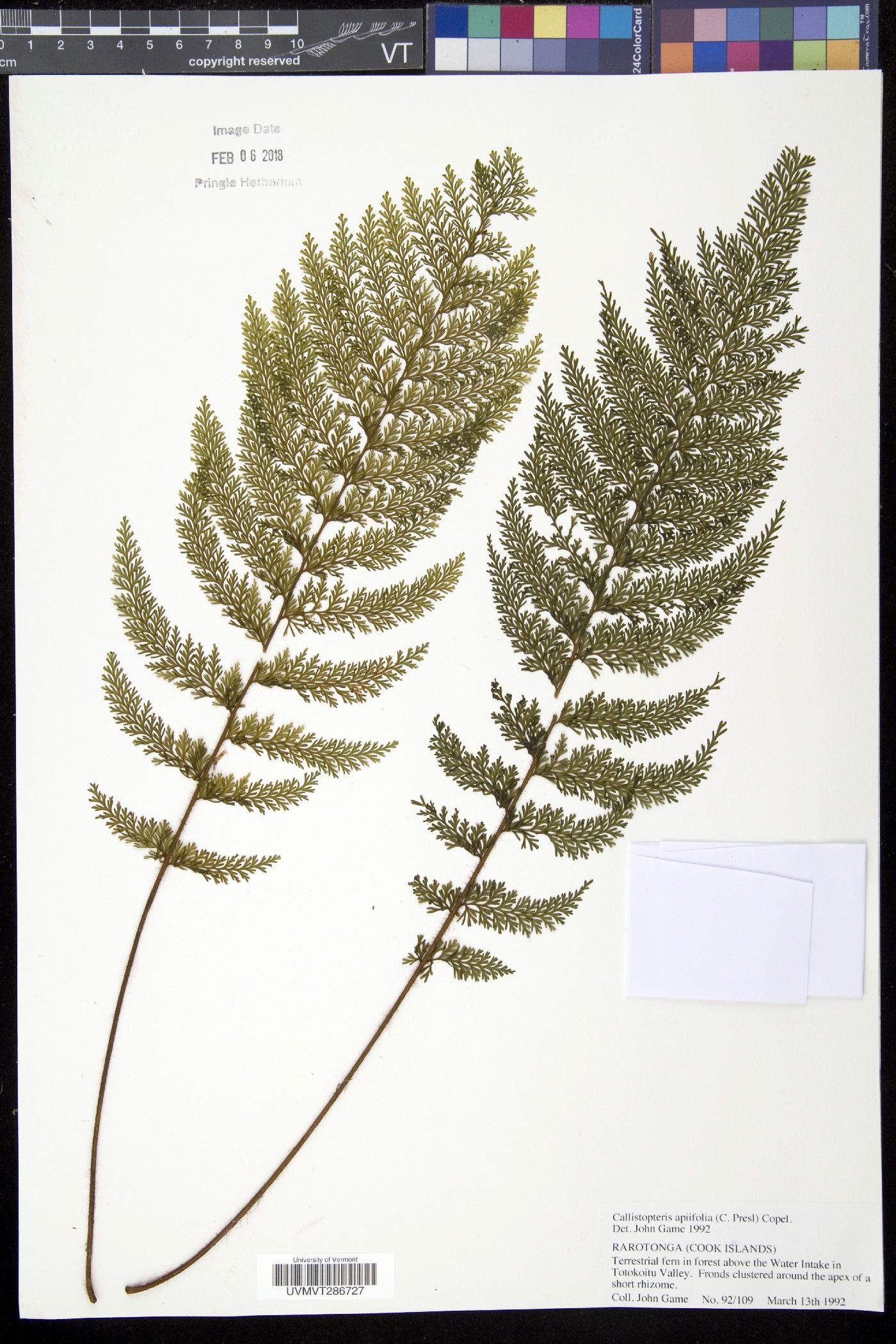 Callistopteris apiifolia image