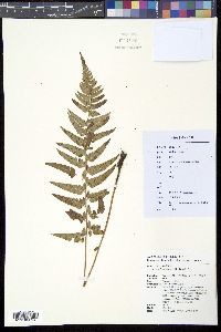 Dryopteris pseudovaria image