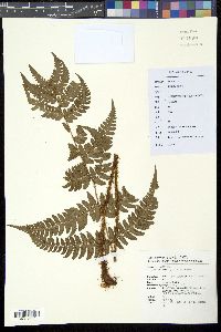 Dryopteris varia image