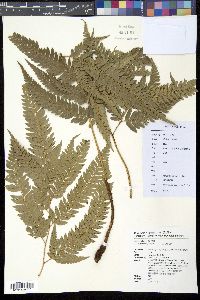 Dryopteris fuscipes image