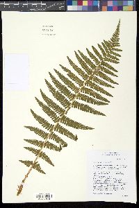 Dryopteris filix-mas image