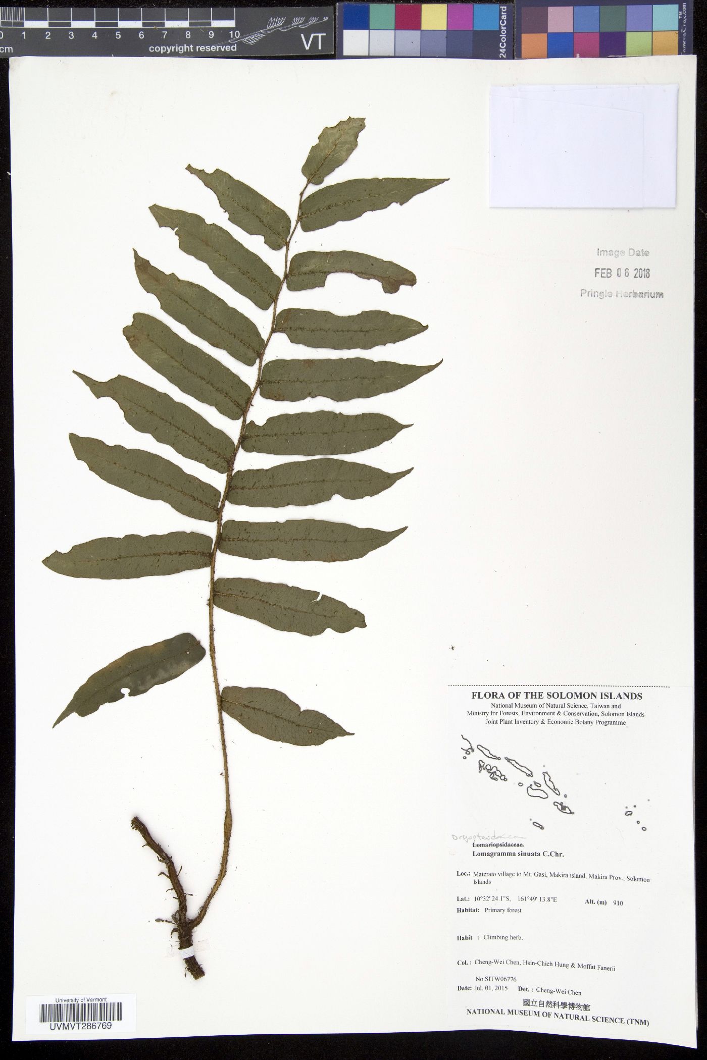 Lomagramma sinuata image
