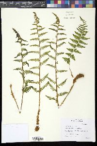 Dryopteris filix-mas image