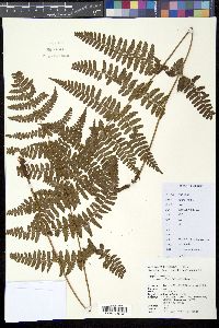 Dryopteris indusiata image