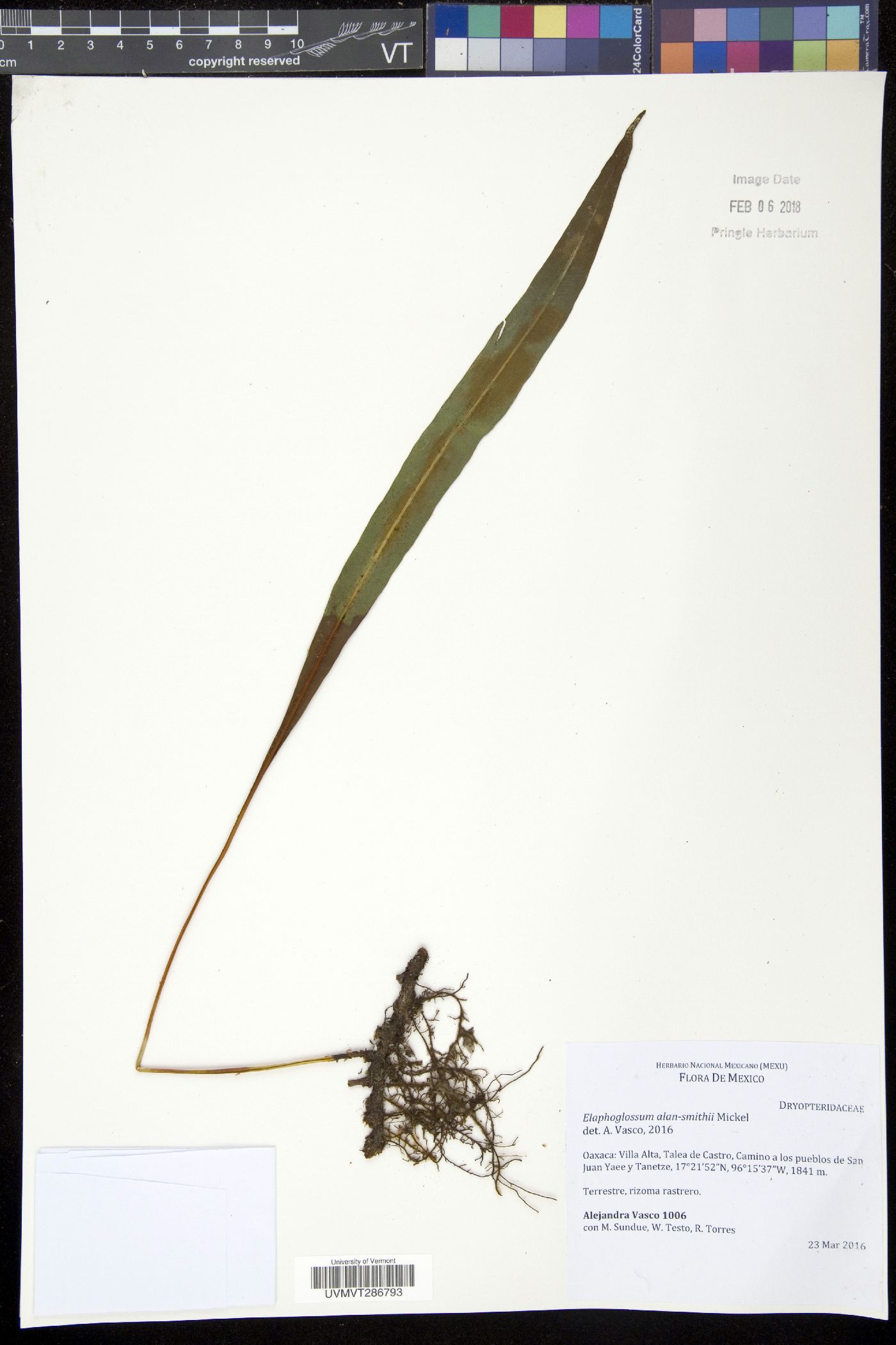 Elaphoglossum alan-smithii image