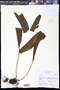 Elaphoglossum viride image