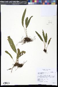 Image of Elaphoglossum petiolatum