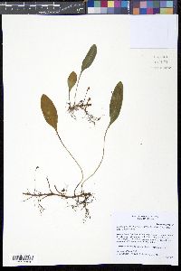 Elaphoglossum affine image