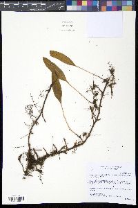 Elaphoglossum affine image