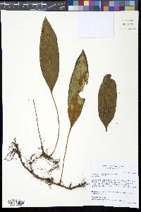 Image of Elaphoglossum seminudum