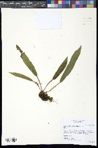 Elaphoglossum setigerum image