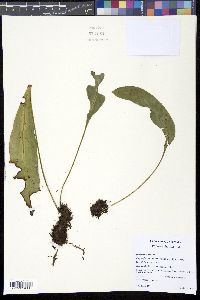 Elaphoglossum guatemalense image