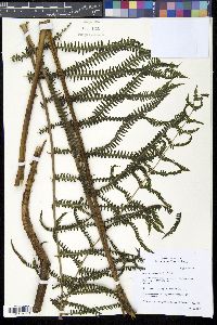 Steiropteris decussata image