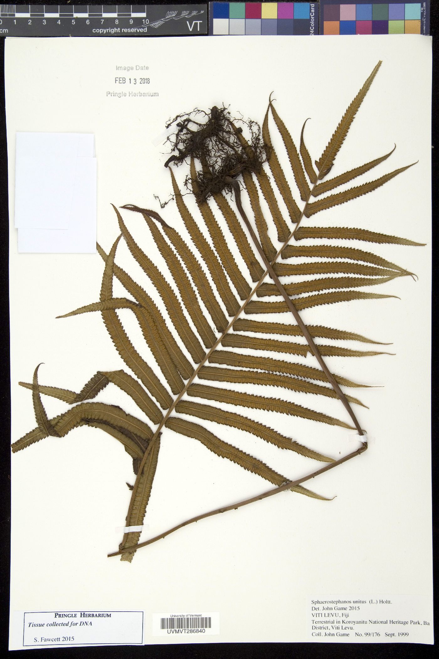 Sphaerostephanos unitus image