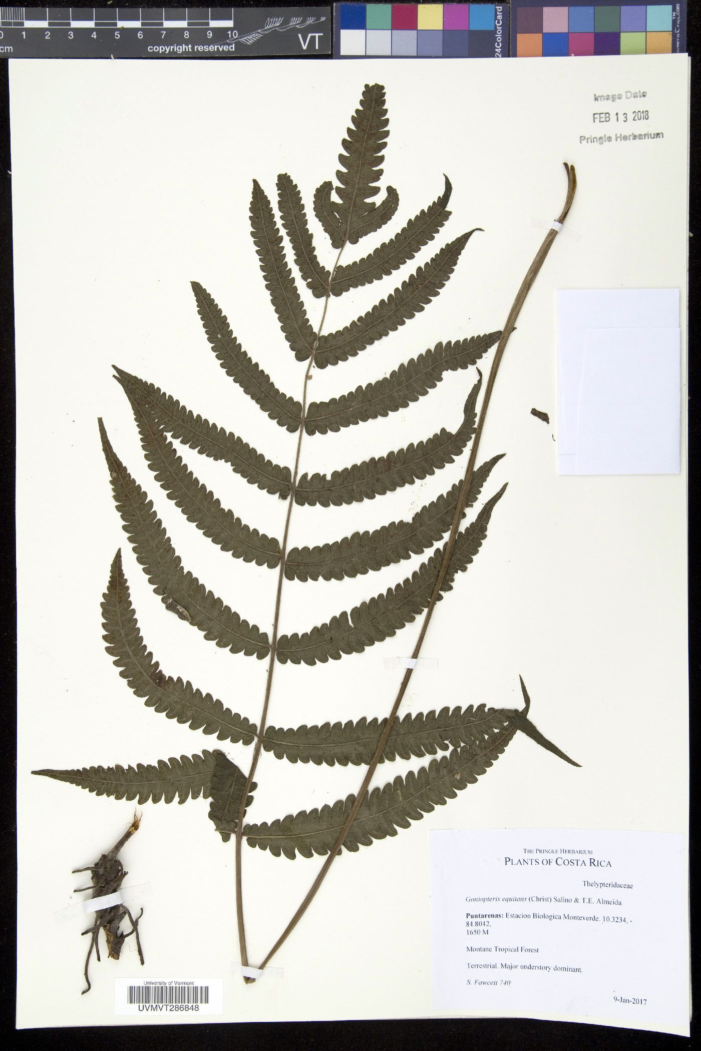 Goniopteris equitans image