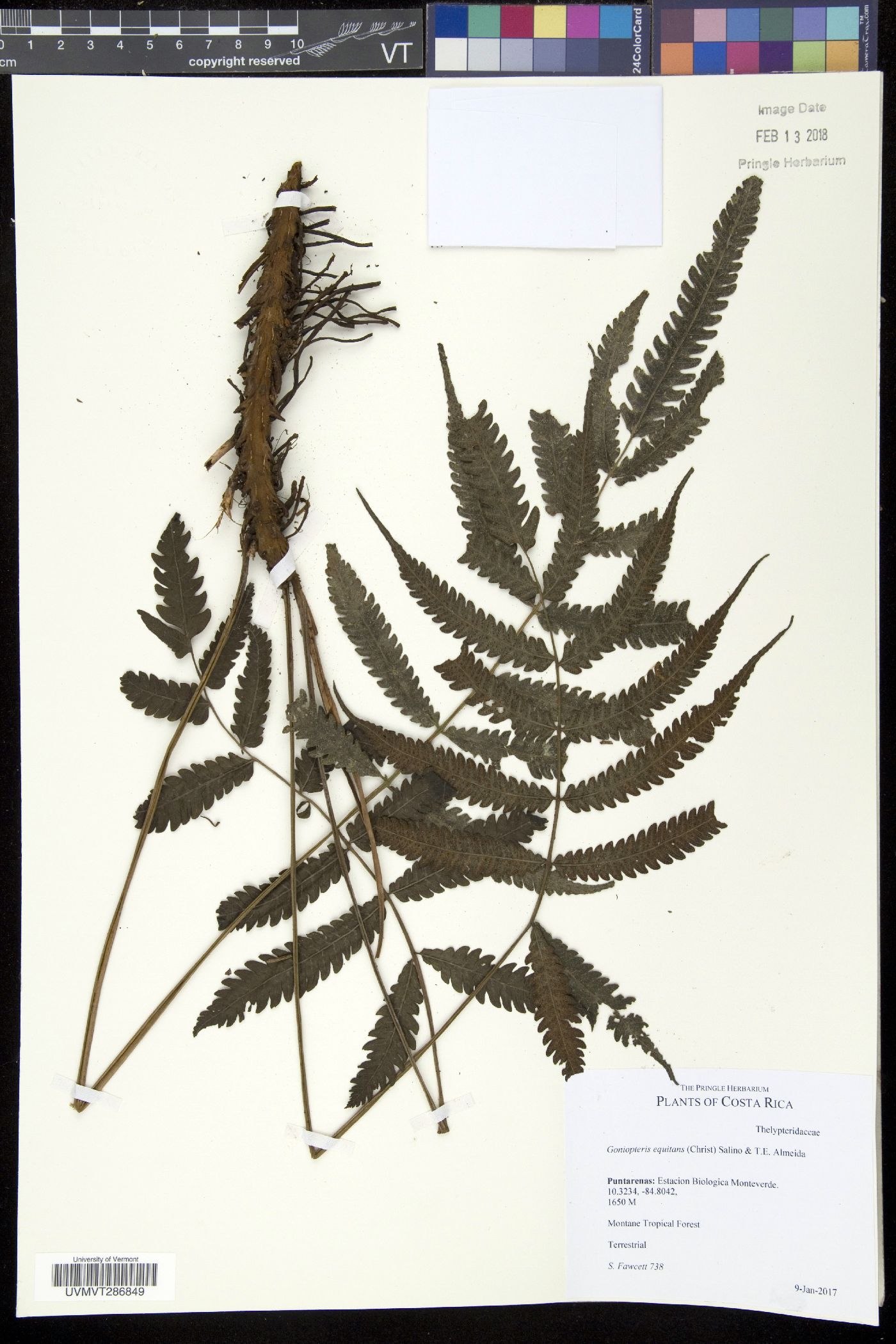Goniopteris equitans image