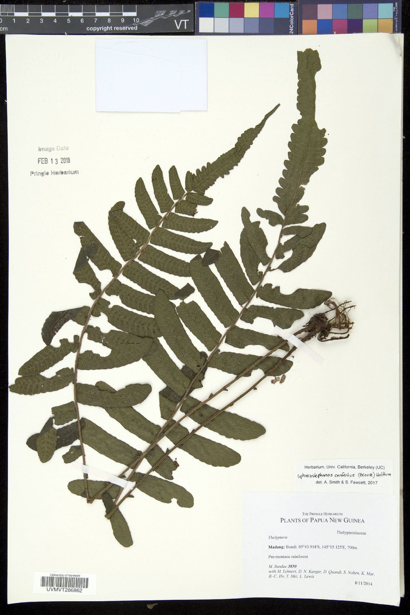 Sphaerostephanos confertus image