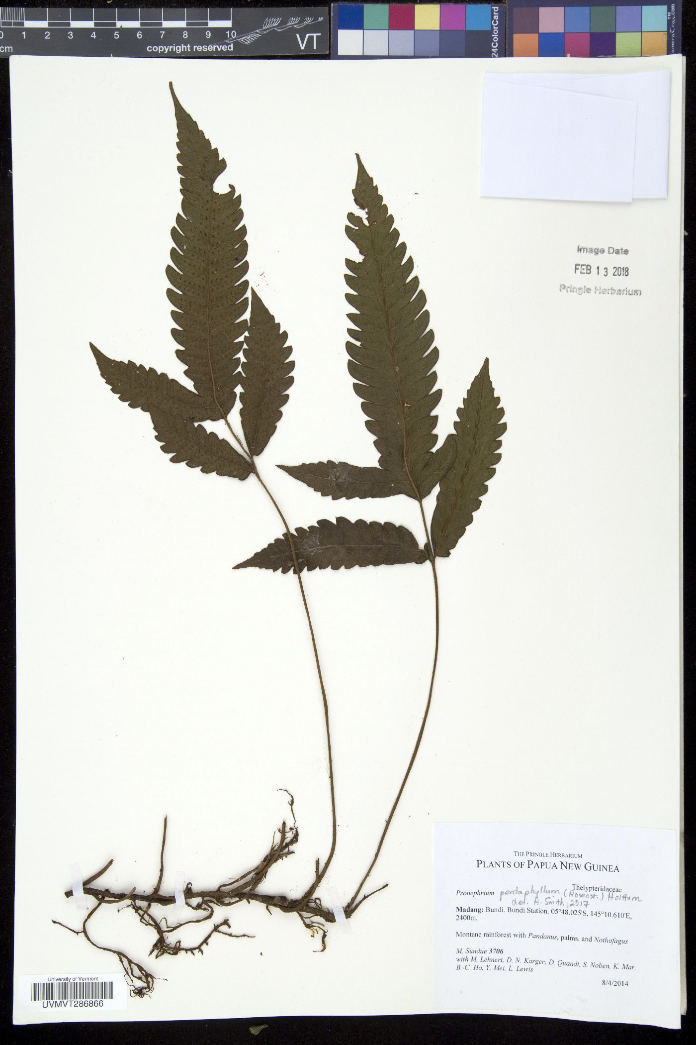 Pronephrium pentaphyllum image