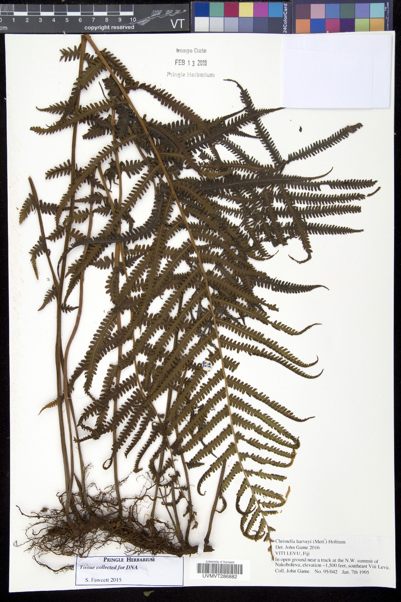 Christella harveyi image