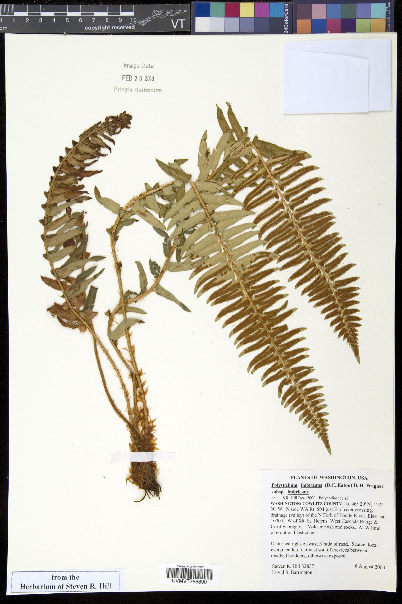 Polystichum imbricans subsp. imbricans image