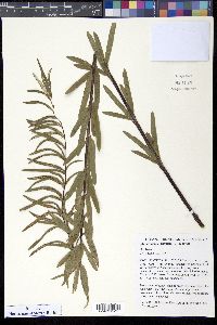 Image of Pityrogramma trifoliata