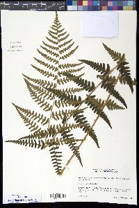 Dryopteris celsa image