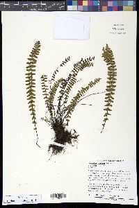 Asplenium resiliens image