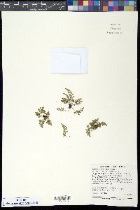 Asplenium montanum image