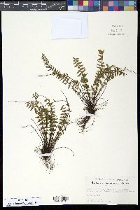 Asplenium formosum image