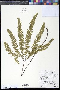 Adiantum aleuticum image