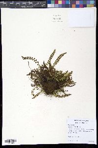 Asplenium viride image