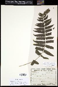 Amauropelta linkiana image