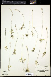 Image of Primula egaliksensis