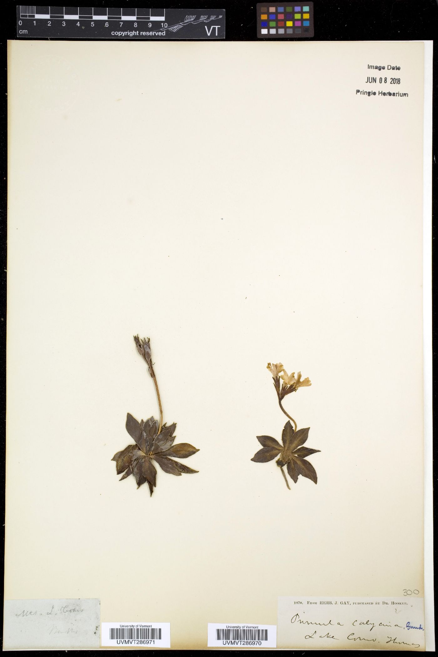 Primula calycina image